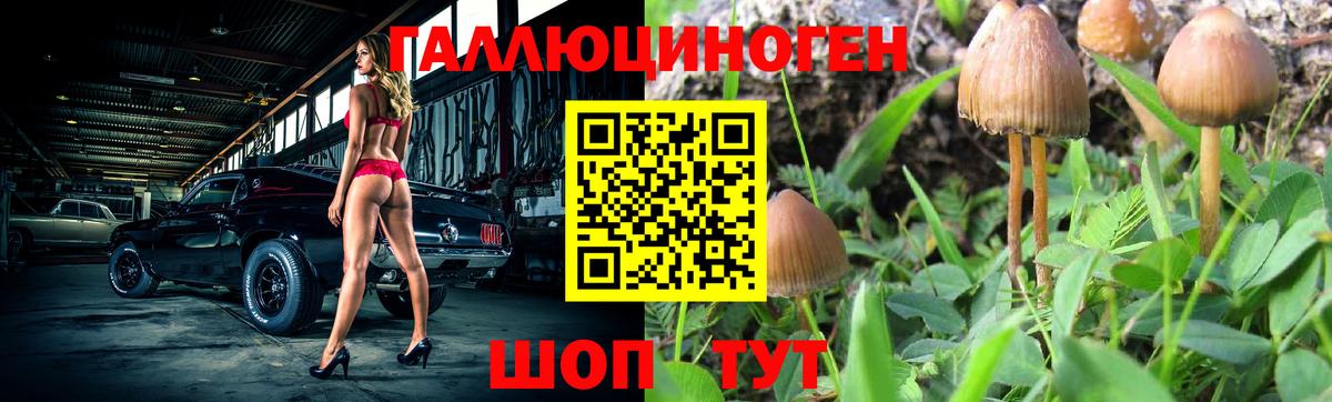 Псилоцибиновые грибы Psilocybine cubensis Нальчик
